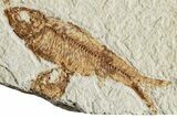 Three Detailed Fossil Fish (Knightia) - Wyoming #224555-2
